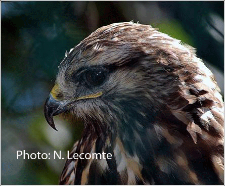 buzzard